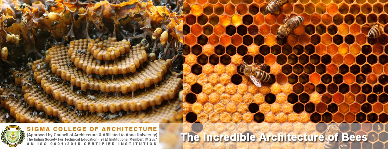 The Incredible Architecture of Bees
